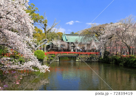 【静岡県】桜が満開の三嶋大社（厳島神社） 72839419