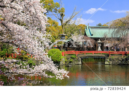 【静岡県】桜が満開の三嶋大社（厳島神社） 72839424
