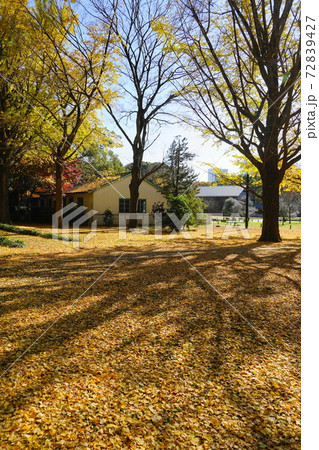 12月 渋谷360代々木公園(イチョウ)の紅葉 12月 渋谷360代々木公園(イチョウ)の紅葉 72839427
