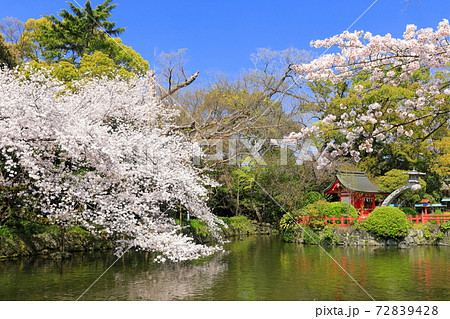 【静岡県】桜が満開の三嶋大社（厳島神社） 72839428
