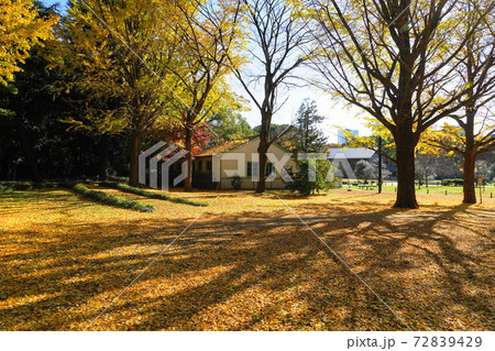 12月　渋谷359代々木公園(イチョウ)の紅葉 72839429