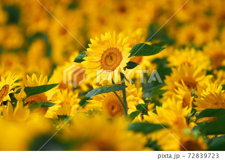 美しいひまわり畑 72839723