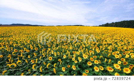 美しいひまわり畑 72839724
