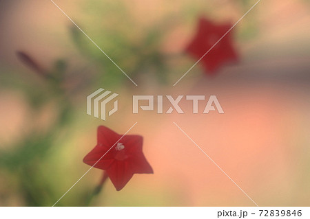 ルコウソウ ルコウソウ 72839846