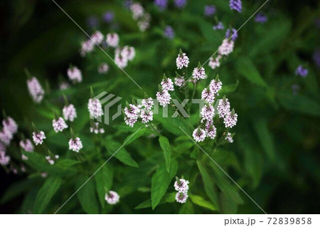 ベロニカ 白色の花 ベロニカ 白色の花 72839858