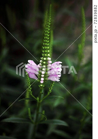 ハナトラノオ ピンク色の花 ハナトラノオ ピンク色の花 72839882