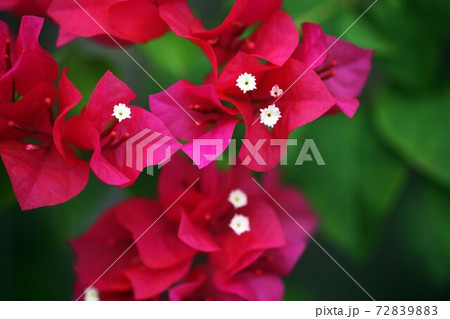ブーゲンビリア　白と紅赤色の花 72839883