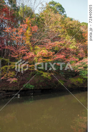 【クルーズ船からの亀山湖の紅葉】 【クルーズ船からの亀山湖の紅葉】 72840005