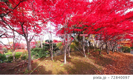 令和2年平岡樹芸センターの晩秋 72840097
