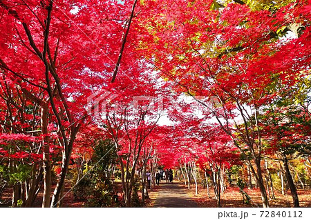 令和2年平岡樹芸センターの晩秋 令和2年平岡樹芸センターの晩秋 72840112