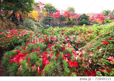 令和2年平岡樹芸センターの晩秋 72840115