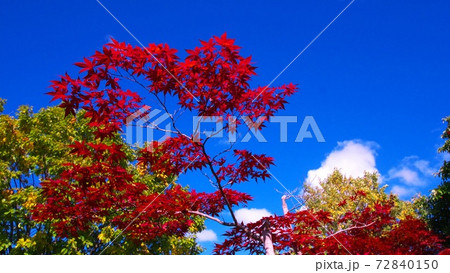 令和2年平岡樹芸センターの晩秋 令和2年平岡樹芸センターの晩秋 72840150