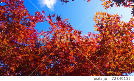 令和2年平岡樹芸センターの晩秋 72840155