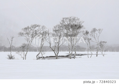 雪の湿原と白樺_下ノ大堀川 雪の湿原と白樺_下ノ大堀川 72840323