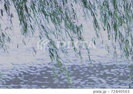 水辺にゆらぐ柳 水辺にゆらぐ柳 72840503