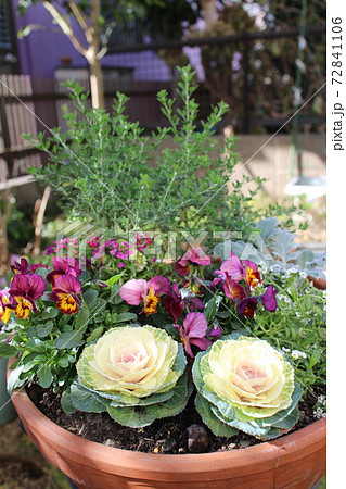 葉ボタン、パンジー、アリッサムを使った冬の寄せ植え の写真素材