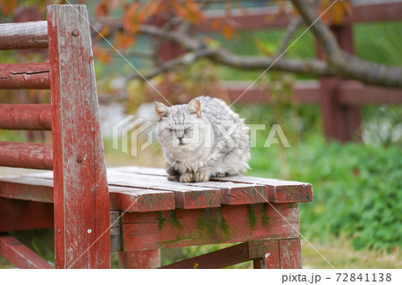 ベンチの上で目を閉じて昼寝する野良猫 ベンチの上で目を閉じて昼寝する野良猫 72841138