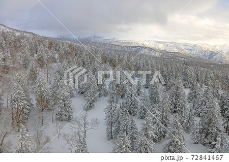 雪の針葉樹の林と十勝連峰_大雪山 雪の針葉樹の林と十勝連峰_大雪山 72841467