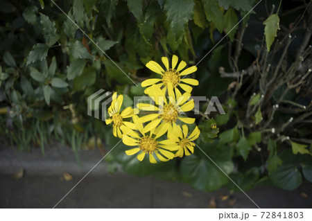 街角の小さい黄色い花 東京都 ルドベキアの写真素材