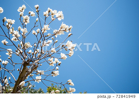 3月の青空のハクモクレンの蕾の写真素材