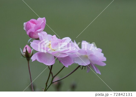 バラ　ピンク 72842131