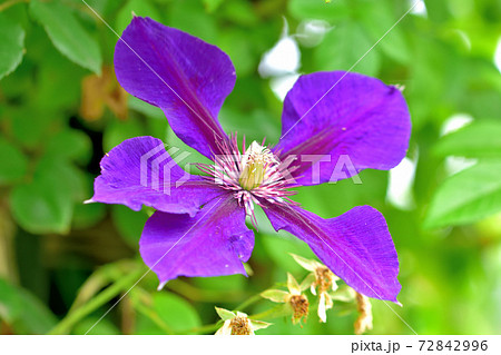 春に咲く紫色の花 クレマチスの写真素材