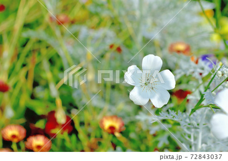 春に咲く紫色の花・アグロステンマ 72843037