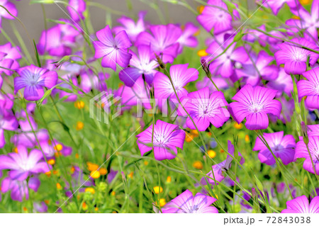 春に咲く紫色の花・アグロステンマ 72843038