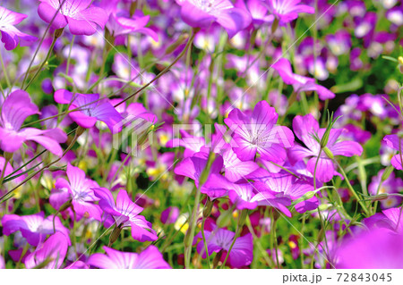 春に咲く紫色の花 アグロステンマの写真素材