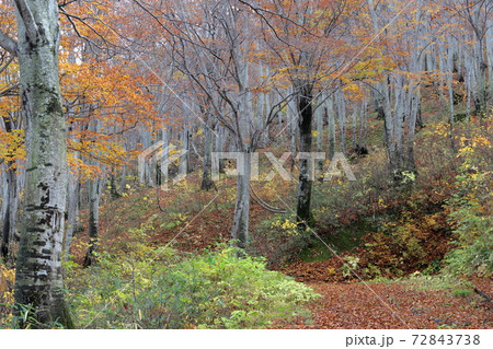 ブナの原生林（天水越　新潟県十日町市松之山） 72843738