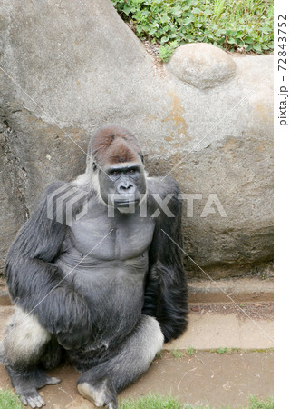 動物園のゴリラの写真素材 [72843752] - PIXTA