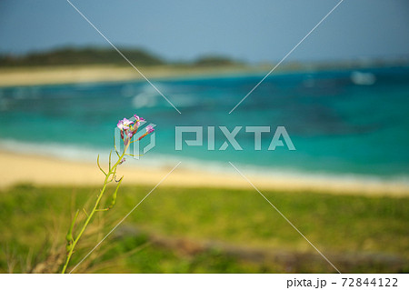 ハマダイコンと青い海（明） 72844122