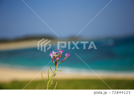 砂浜に咲くハマダイコン 72844125