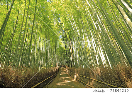 6月 木漏れ日の竹林の道 壁紙用 ー京都嵯峨野の散策スポット の写真素材