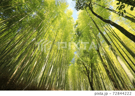 6月 木漏れ日の竹林の道 壁紙用 ー京都嵯峨野の散策スポット の写真素材