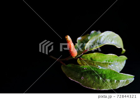 ヒハツ　クロバック 72844321