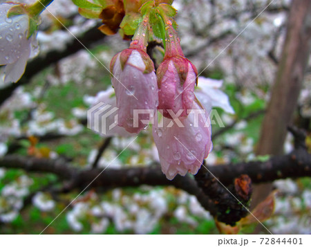 雨に濡れた御室桜の蕾と満開の背景 72844401
