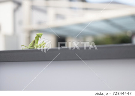 壁を登るカマキリの写真素材