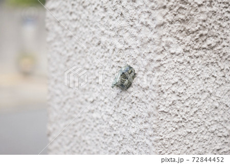 カマキリの卵 72844452