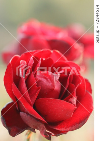 赤い薔薇 赤い薔薇 72844534