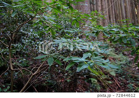 丹波市鐘ヶ坂の鐘ヶ坂公園から鬼の架け橋、金山城跡に向かう山中で群生するミツマタの葉っぱ 丹波市鐘ヶ坂の鐘ヶ坂公園から鬼の架け橋、金山城跡に向かう山中で群生するミツマタの葉っぱ 72844612