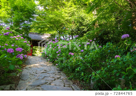 三河のあじさい寺、本光寺〈愛知県額田郡〉 三河のあじさい寺、本光寺〈愛知県額田郡〉 72844765