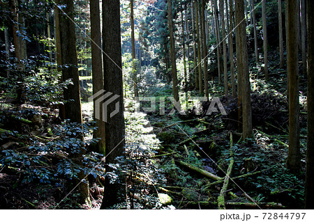 丹波市鐘ヶ坂の鐘ヶ坂公園から鬼の架け橋、金山城跡に向かう登山道に大きな木々、その隙間から日が差し込む 72844797