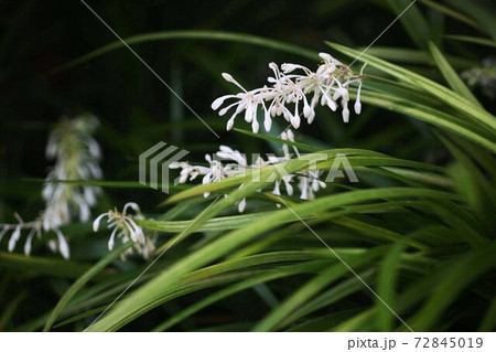 山野草 ノシランの花 山野草 ノシランの花 72845019