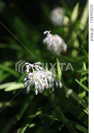 山野草　ノシランの花 72845020