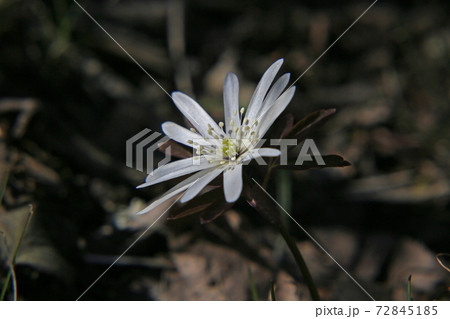 キクザキイチゲ 72845185