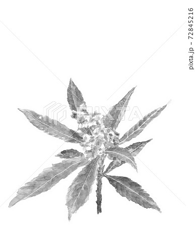Tree Of 枇杷 Leaf Flower And Bud Loquat Material Stock Illustration