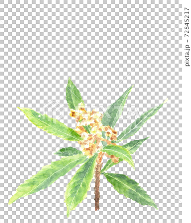 枇杷の木 葉と花と蕾 ビワ 素材 白背景 コピースペースあり【水彩