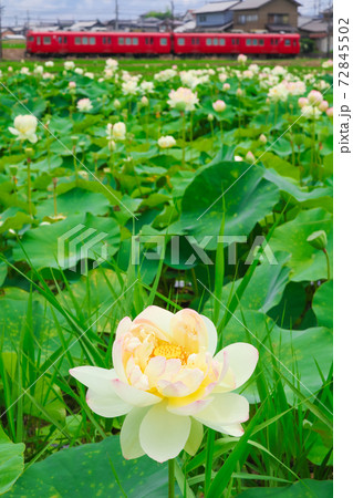 一面のハスと名鉄電車〈愛知県豊田市〉 72845502