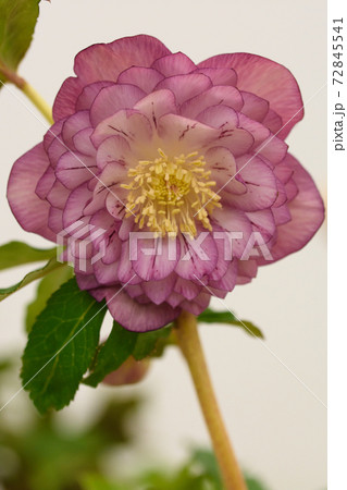 クリスマスローズ クリスマスローズ 72845541